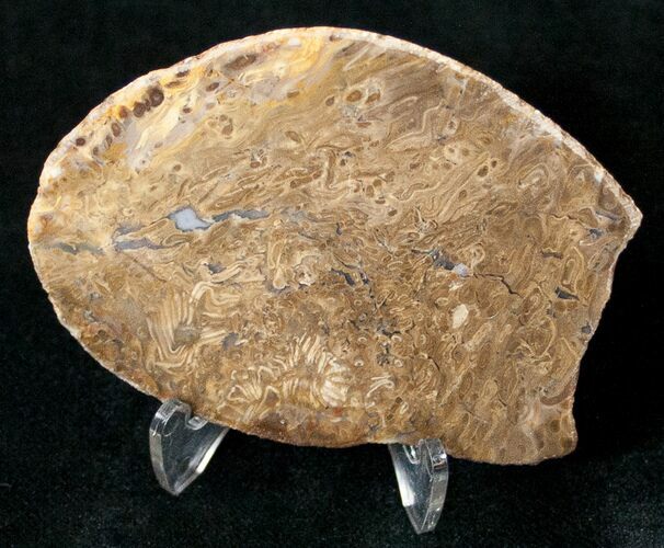 Jurassic Aged Osmunda Petrified Wood - Australia #16925